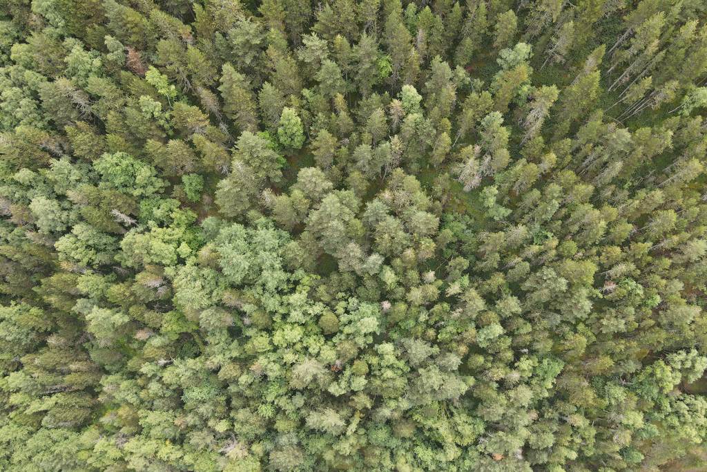 Terreny a la venda a Llorts, parròquia d'Ordino,